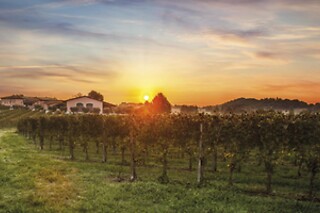 Visita del vigneto con degustazione presso la Cantina Bertagna in provincia di Mantova