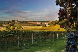 Visita del vigneto con degustazione presso la Cantina Bertagna in provincia di Mantova