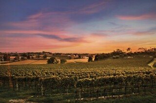 Visita del vigneto con degustazione presso la Cantina Bertagna in provincia di Mantova