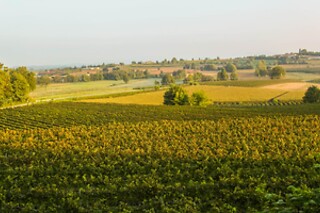 Visita del vigneto con degustazione presso la Cantina Bertagna in provincia di Mantova