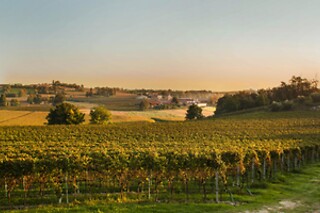 Visita del vigneto con degustazione presso la Cantina Bertagna in provincia di Mantova