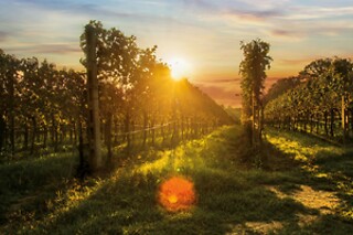 Visita del vigneto con degustazione presso la Cantina Bertagna in provincia di Mantova