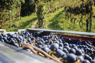 Visita del vigneto con degustazione presso la Cantina Bertagna in provincia di Mantova