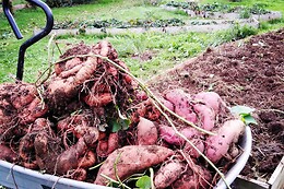 Le Voyage de l'Arbre à Lire