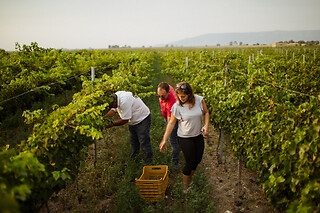 Visita della cantina e degustazione presso Cantine Losito a Foggia