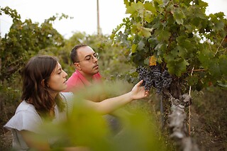 Visita della cantina e degustazione presso Cantine Losito a Foggia