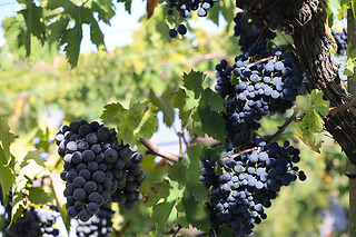 Visita alla cantina e ai vigneti con degustazione di vini presso D'Alesio Sciarr in provincia di Pescara