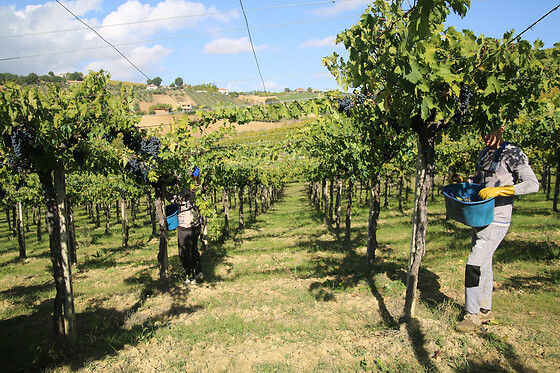 Visita alla cantina e ai vigneti con degustazione di vini presso D'Alesio Sciarr in provincia di Pescara