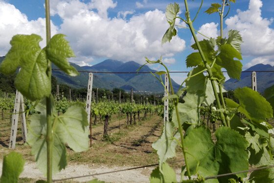 Cantina del Barone - photo 5