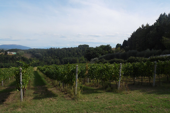 Podere Caldaruccio Agriturismo La Pineta - photo 15